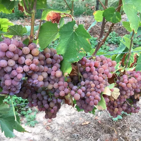 Fuhrmann-burg * Ellenz-Poltersdorf