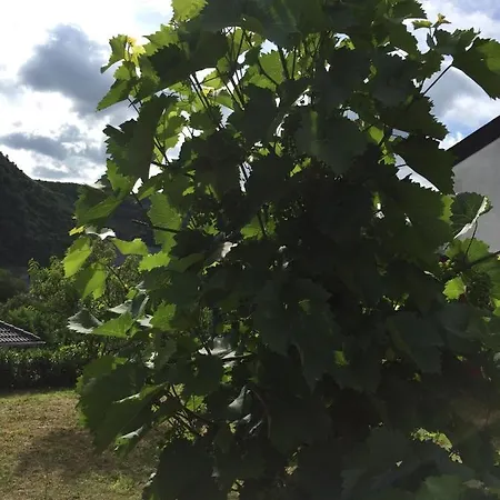 Appartamento Fuhrmann-burg *