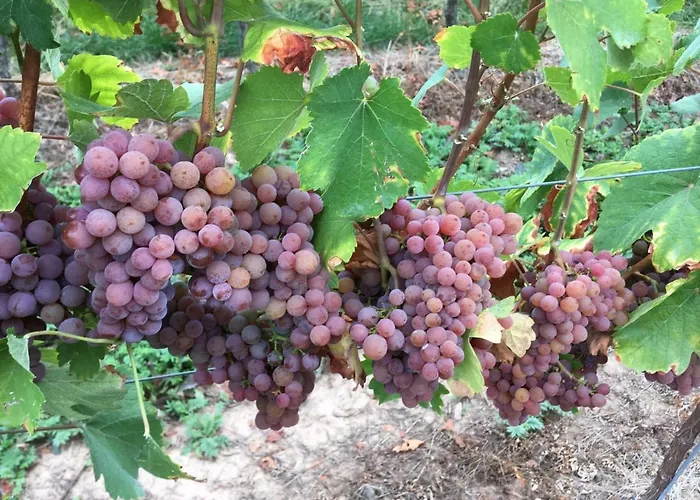 Fuhrmann-burg * Ellenz-Poltersdorf