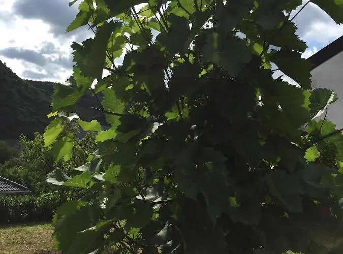 דירה Fuhrmann-burg *